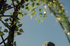 FreeTree25-_LauraMelone-00144