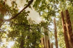 FreeTree25-_LauraMelone-00781